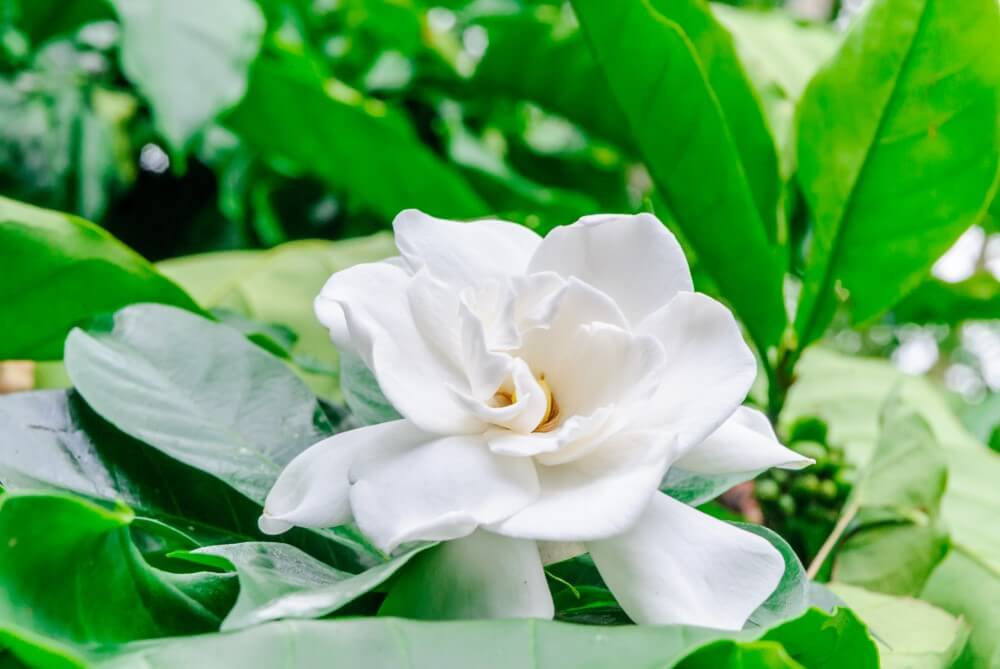 Gardenia