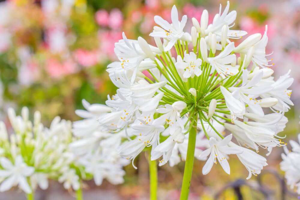 Les 19 fleurs blanches les plus parfumées