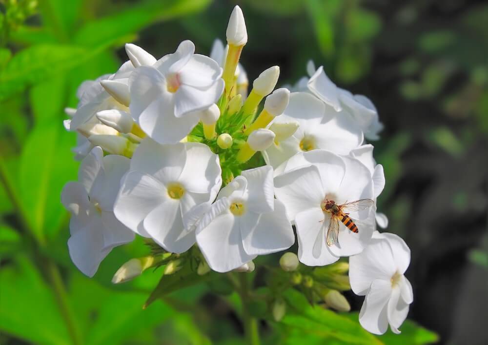 Phlox