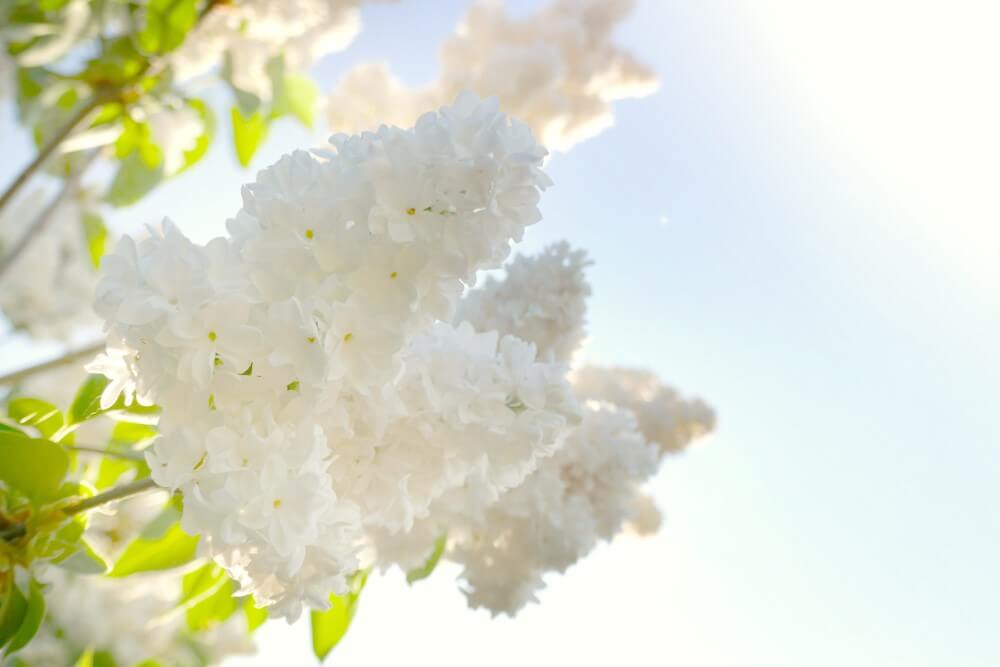 Lilas