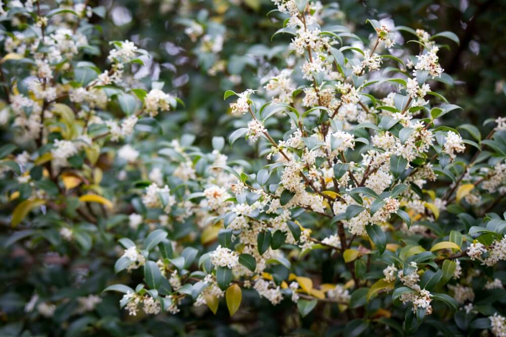 Osmanthus