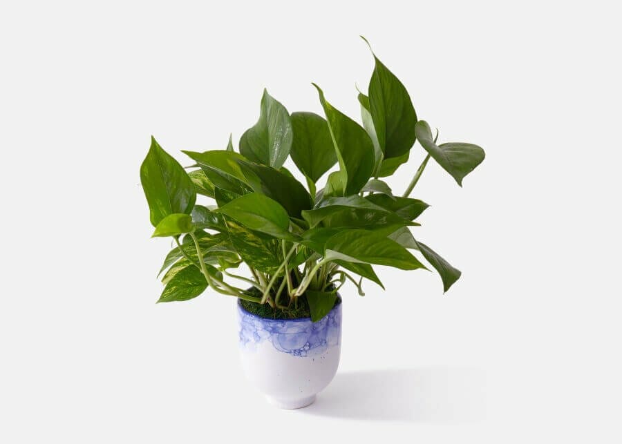Pothos doré de UrbanStems