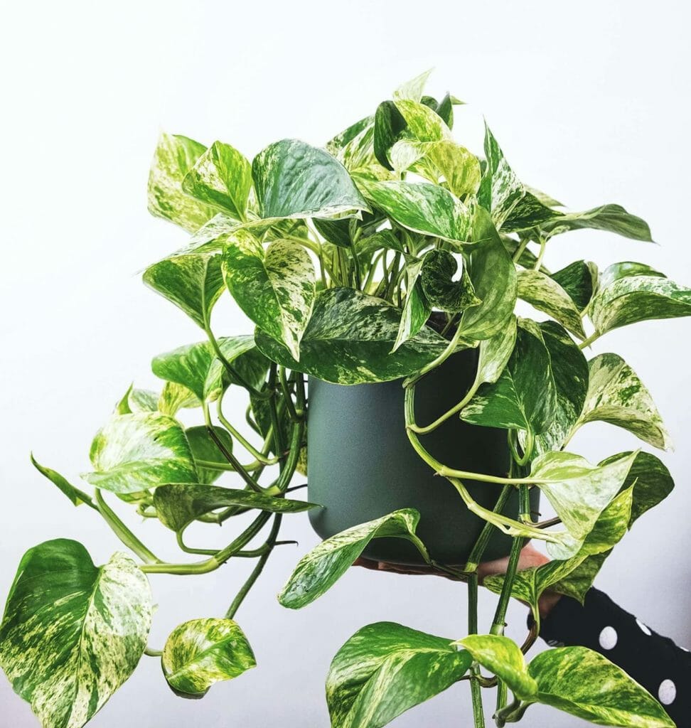A propos des plantes Pothos