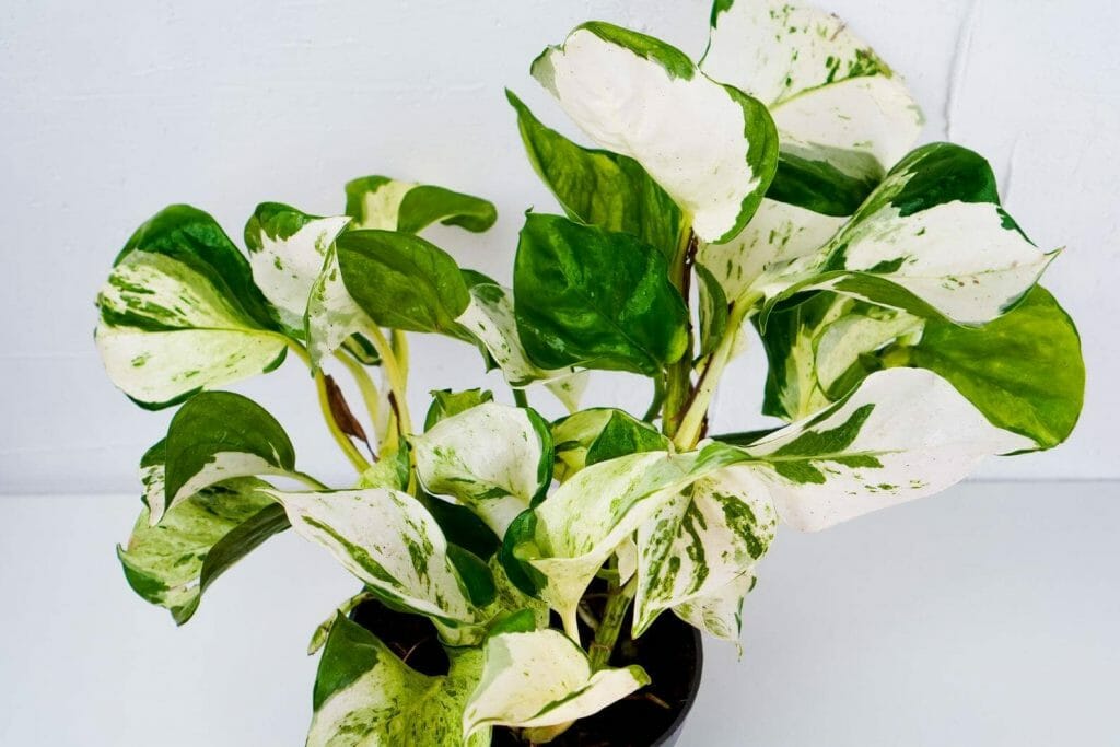 Pothos Manjula sur Etsy
