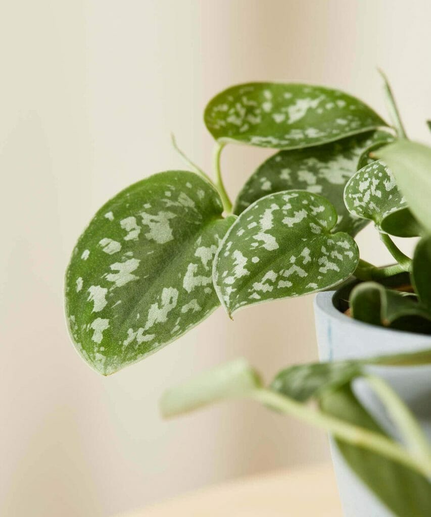 Pothos argenté de Bloomscape