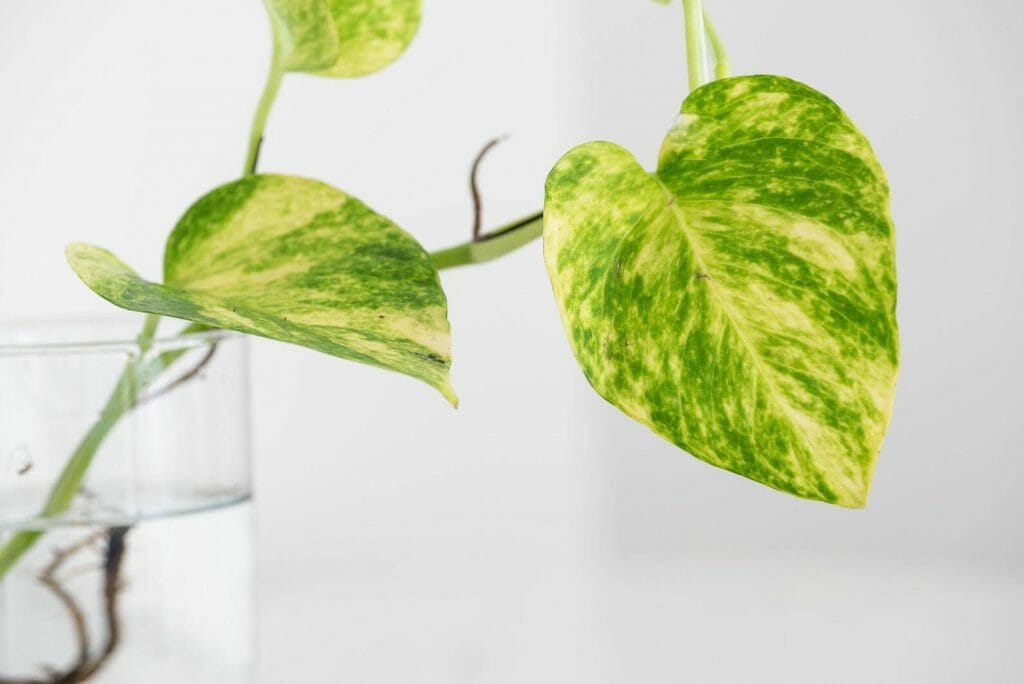 Pothos hawaïen de Etsy