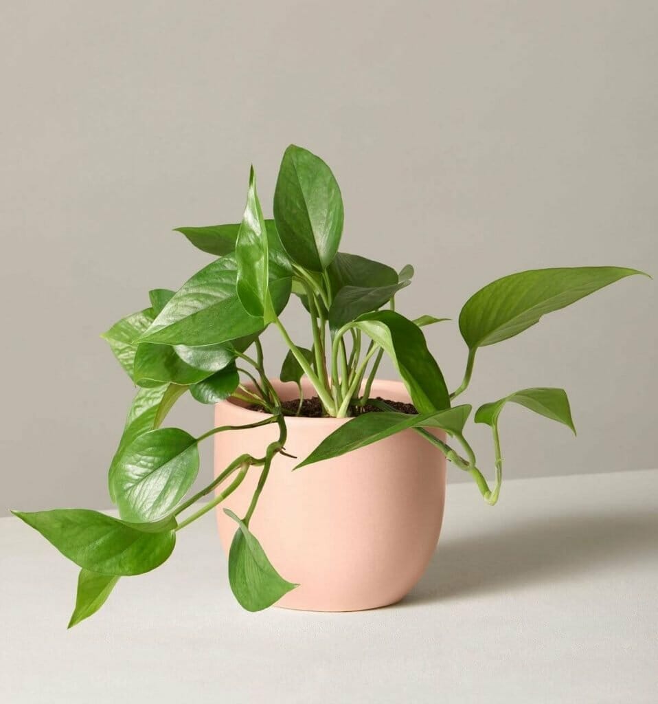 Pothos de jade de The Sill