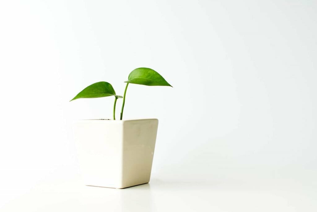 Comment cultiver des plantes de Pothos
