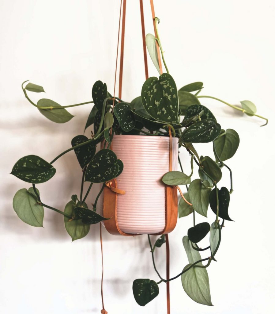 Plantes de pothos satiné