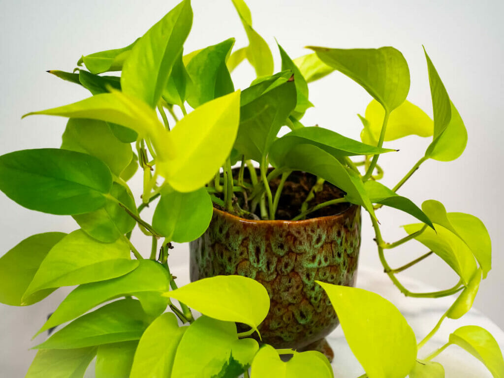 Plante de pothos néon