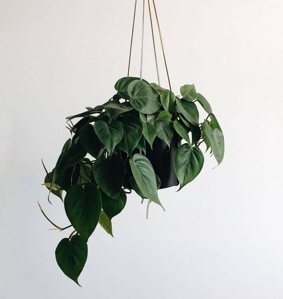 Signification et symbolisme des plantes Pothos