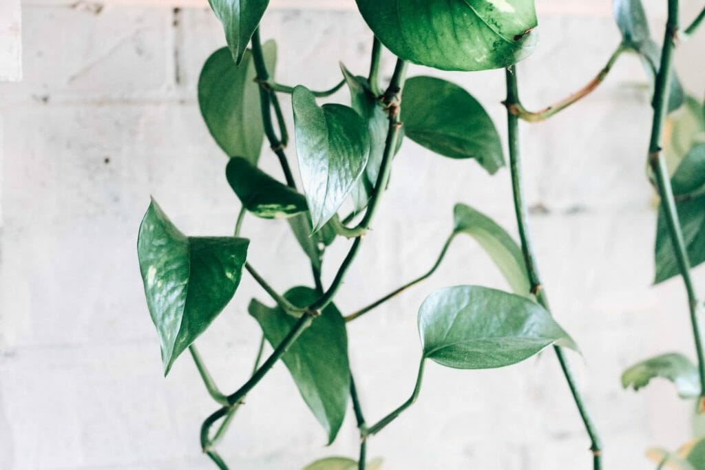 Utilisations et avantages des plantes de pothos