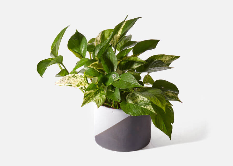 Toxicité de la plante Pothos