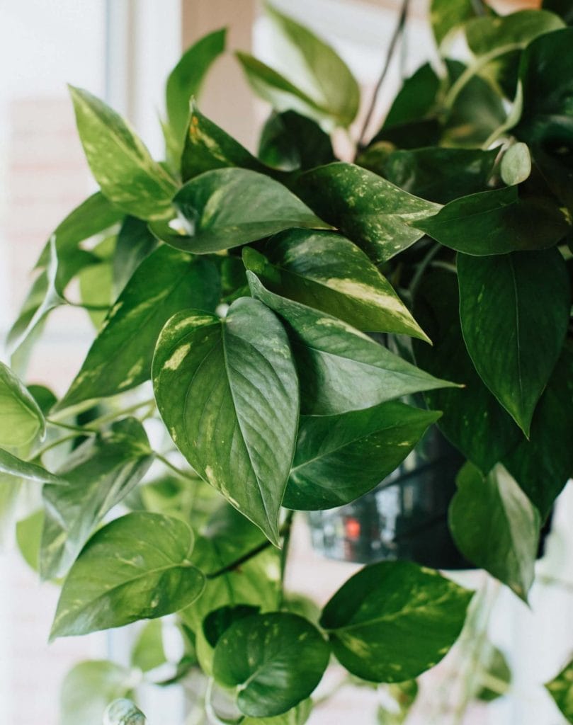 Comment tailler les plantes de pothos