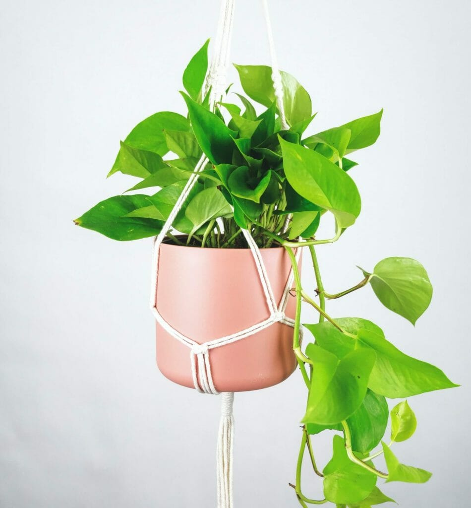 Prendre soin des plantes de pothos