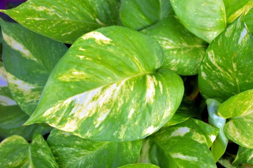 Considérations sur les ravageurs et les maladies des plantes de Pothos