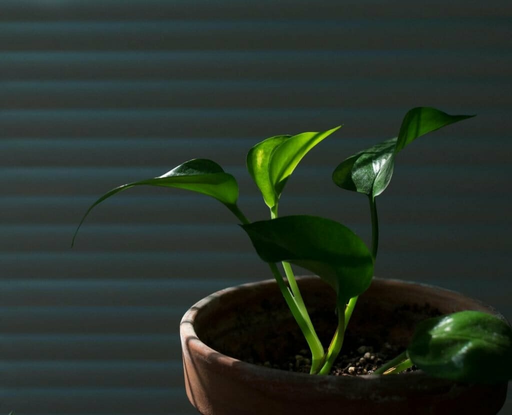 Comment propager les plantes de pothos