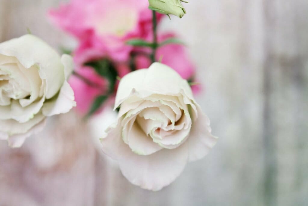 Signification et symbolisme de la fleur de rose blanche