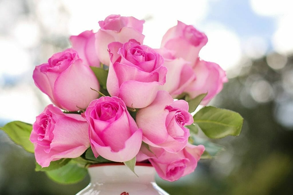 Importance culturelle des roses