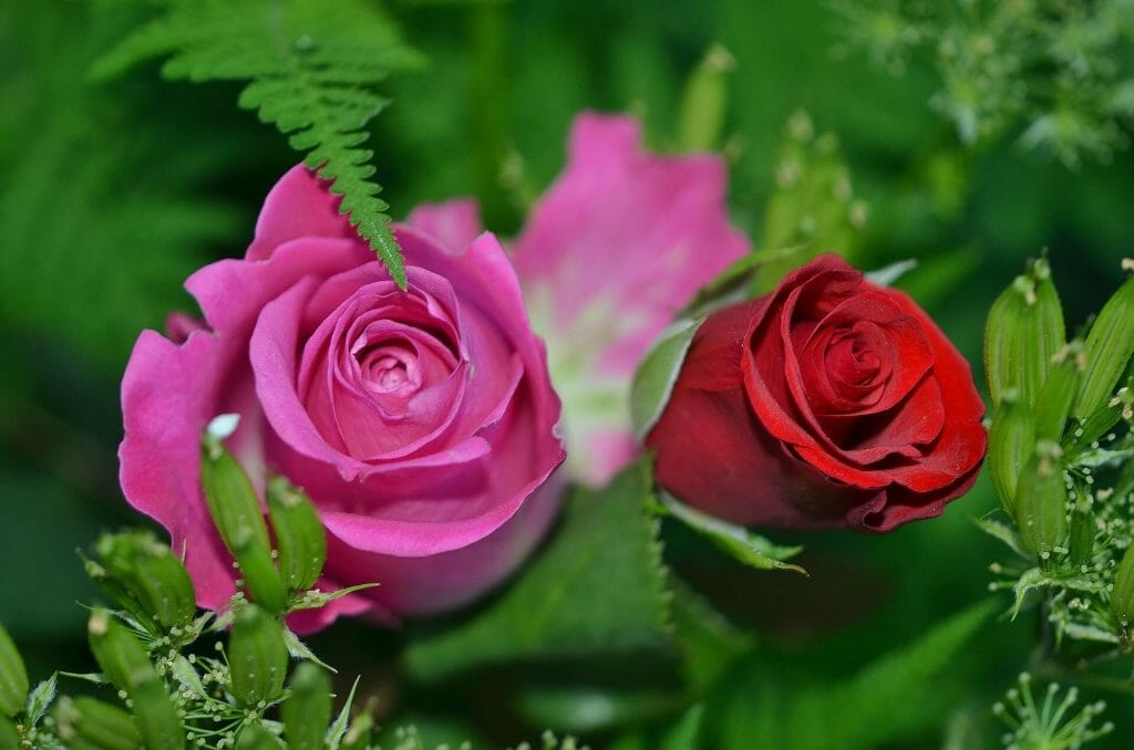 Histoire et origines de la rose