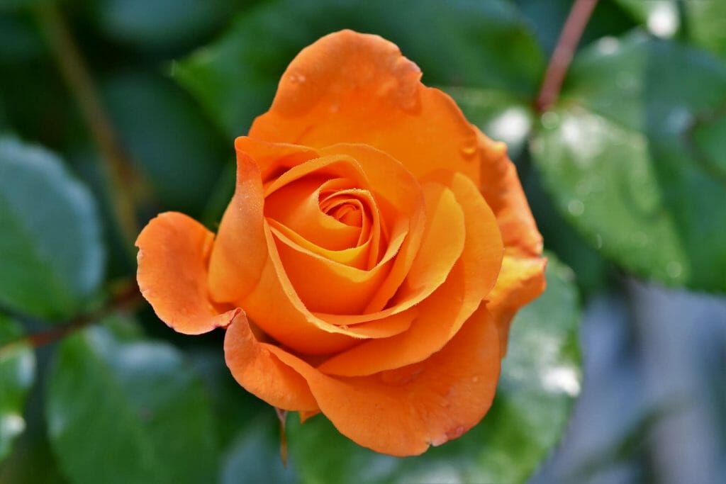 Signification et symbolisme de la fleur de rose orange