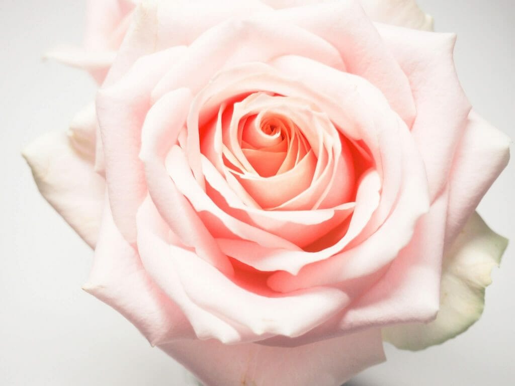 Signification et symbolisme de la fleur rose