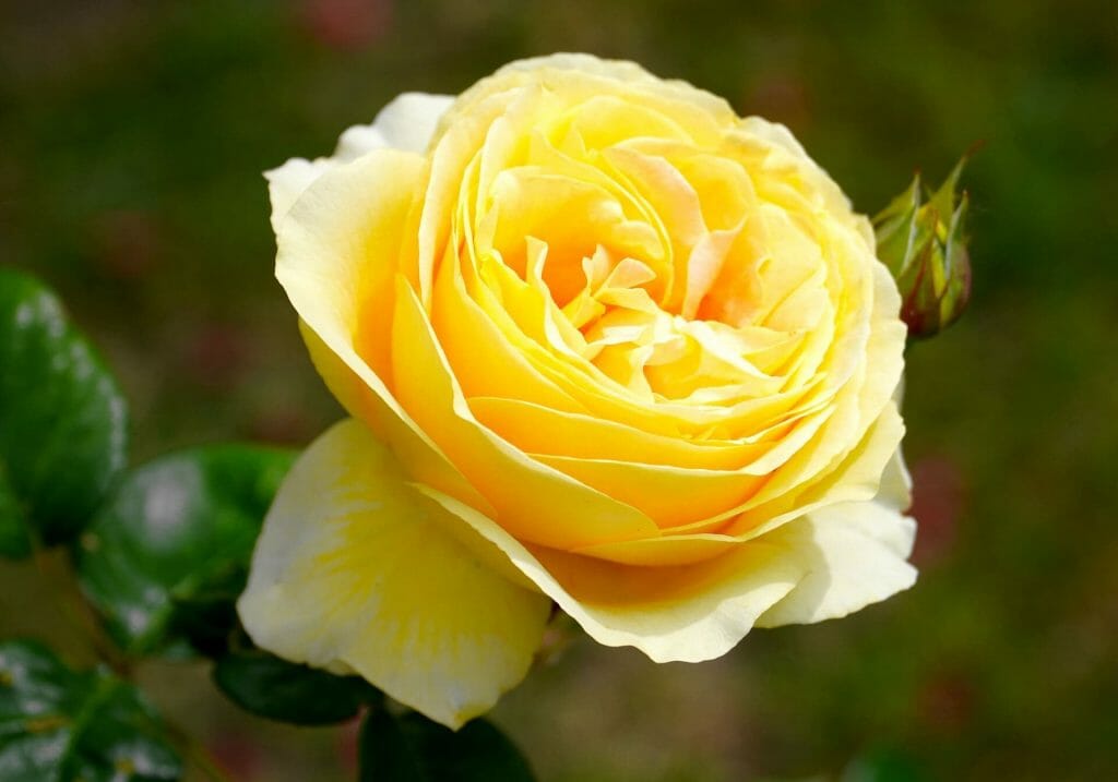 Signification et symbolisme de la fleur de rose jaune
