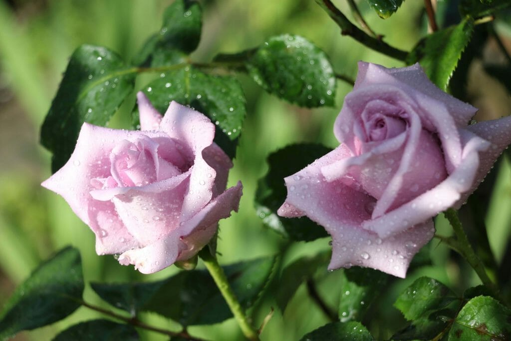 Signification et symbolisme de la couleur rose lavande