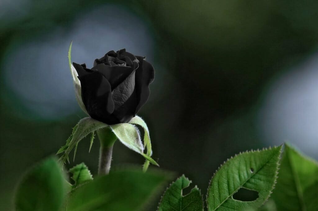 Signification et symbolisme de la fleur de rose noire