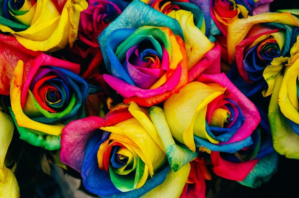 Signification et symbolisme de la fleur de rose de couleur mélangée