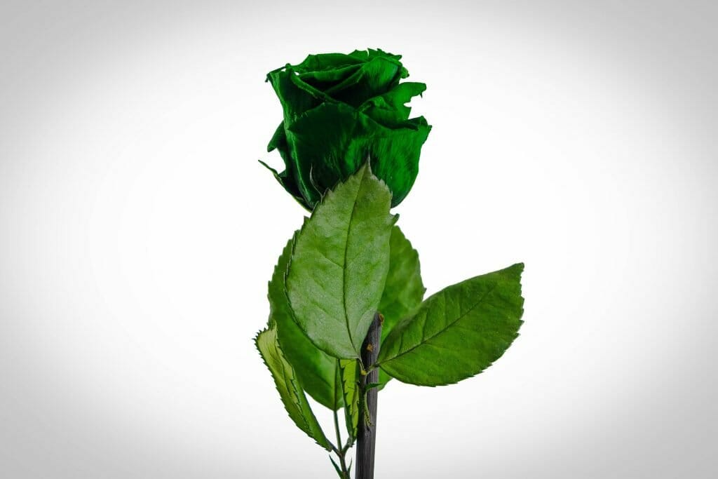 Signification et symbolisme de la fleur de rose verte