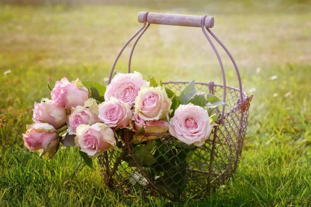 Comment prendre soin des fleurs de roses coupées