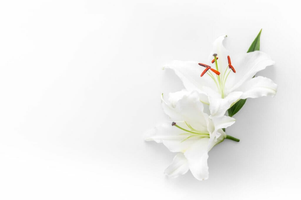 La couleur blanche