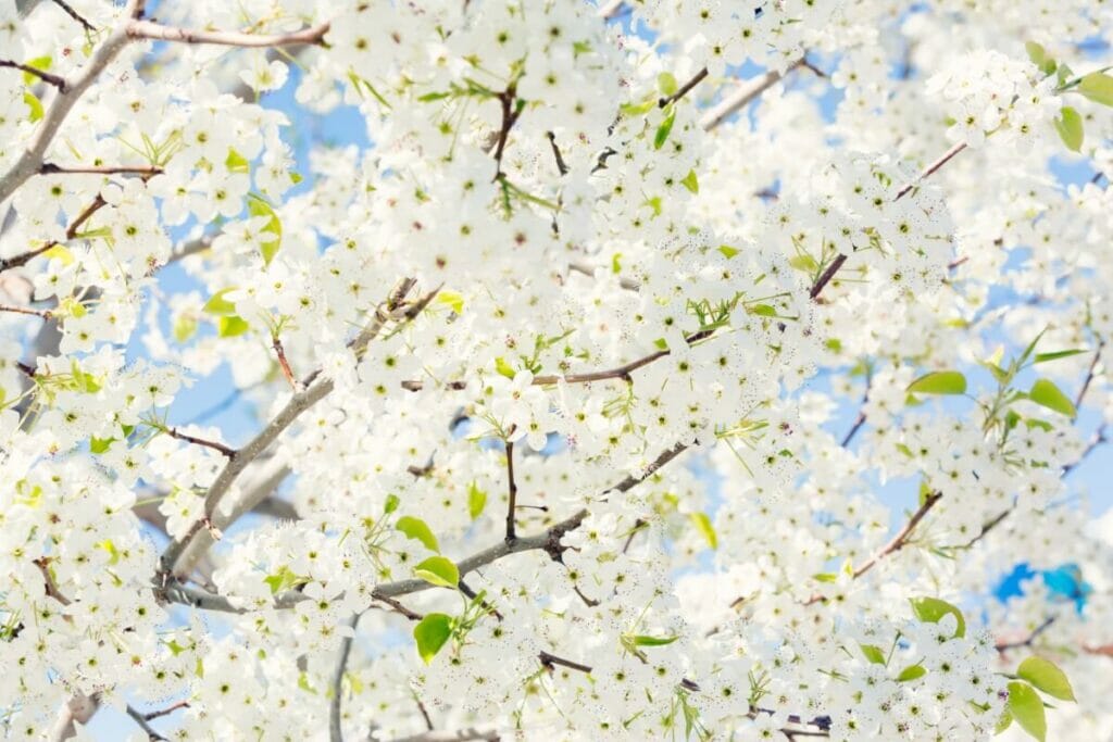 A propos des fleurs blanches