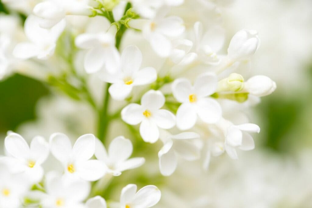 Les fleurs blanches à l'époque victorienne et la florographie
