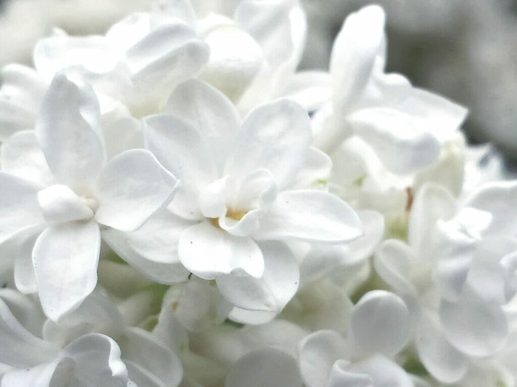 La couleur blanche dans les cultures du monde