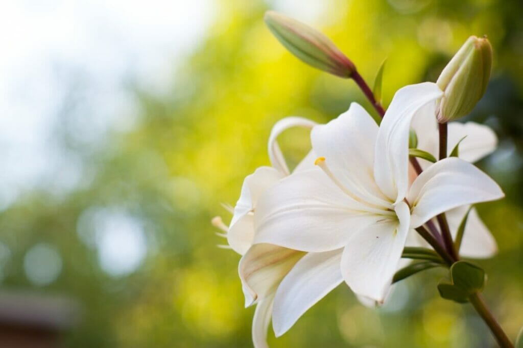 Les fleurs blanches dans l'art et la littérature