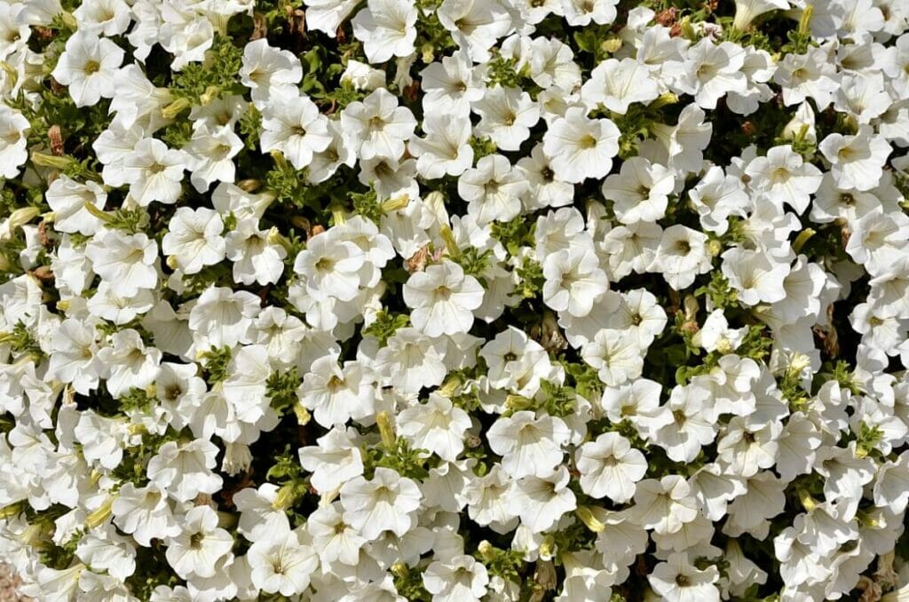 Pétunia (Pétunia)