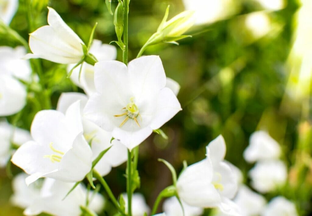Campanules (Campanula)