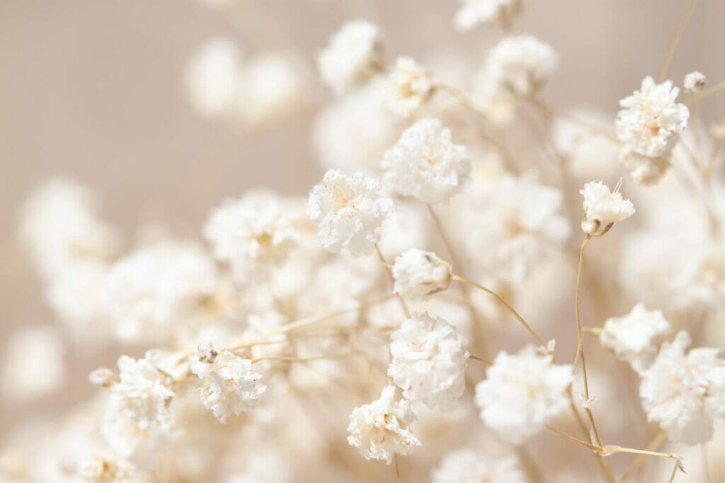 Souffle de bébé (Gypsophile)