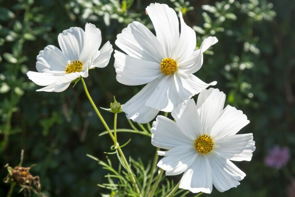 Cosmos (Cosmos)