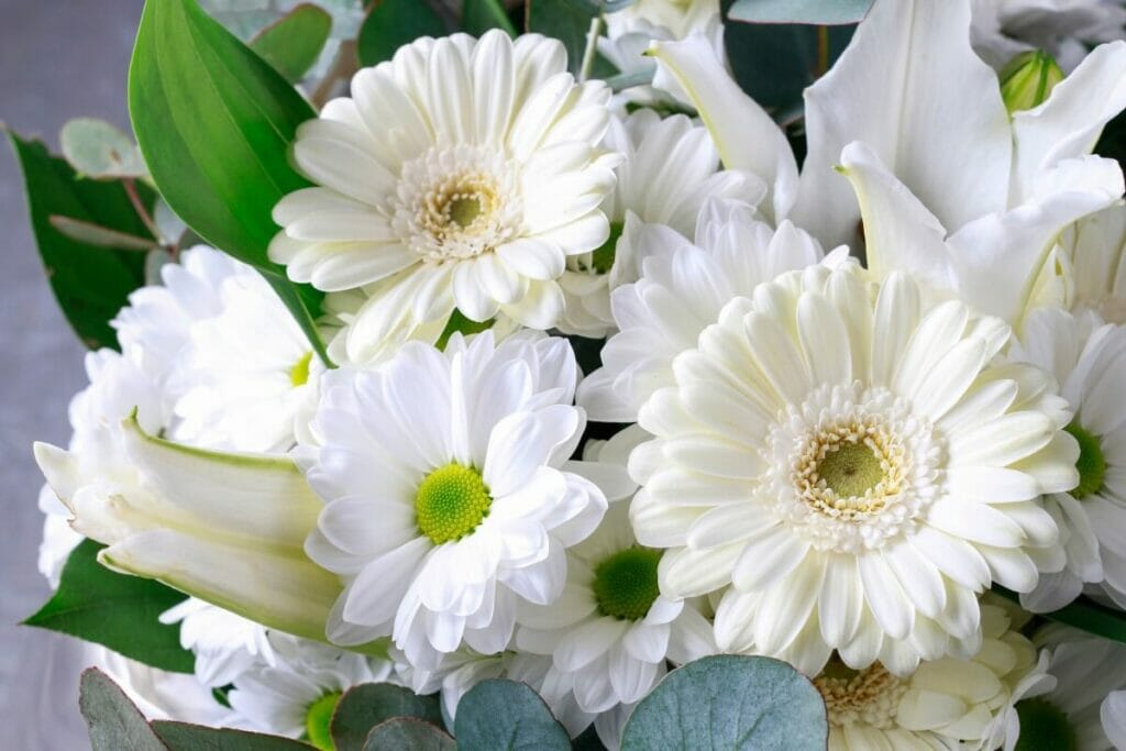 Marguerite Gerbera (Gerbera)