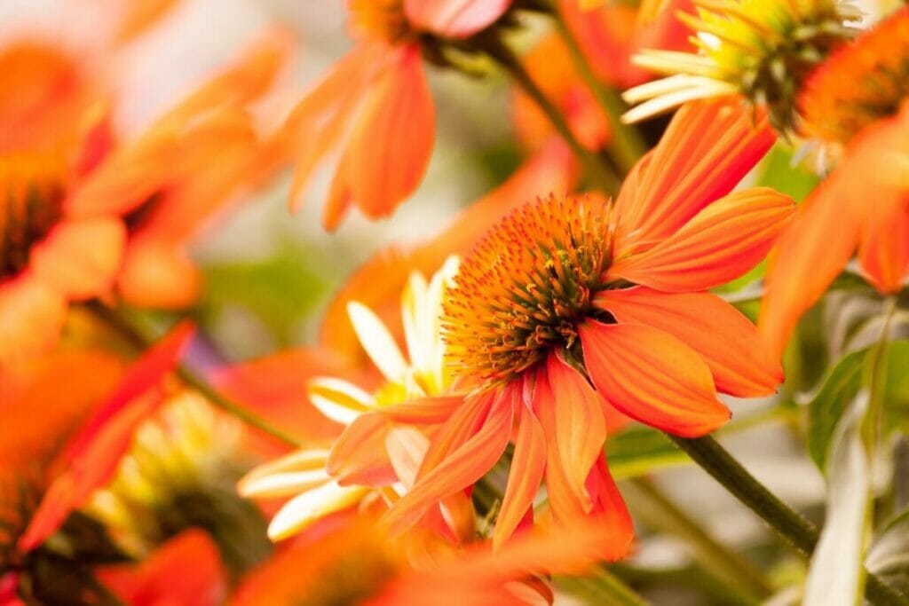 La couleur orange