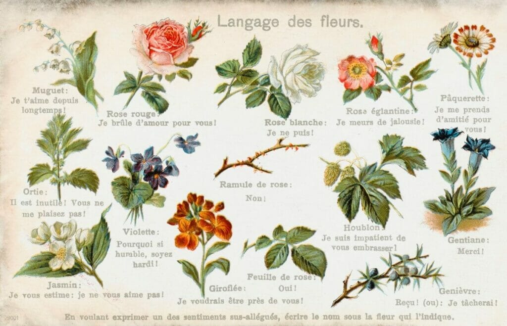 Les fleurs d'oranger à l'époque victorienne
