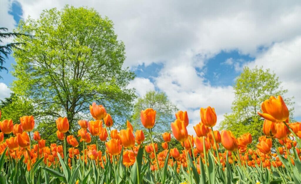 A propos des fleurs d'oranger