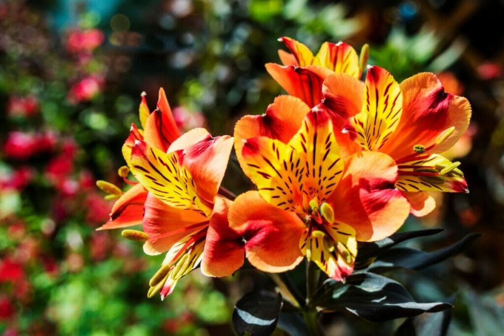 Signification et symbolisme de la fleur d'alstroemère orange