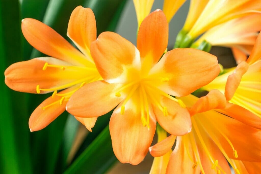 Signification de la fleur d'amaryllis orange