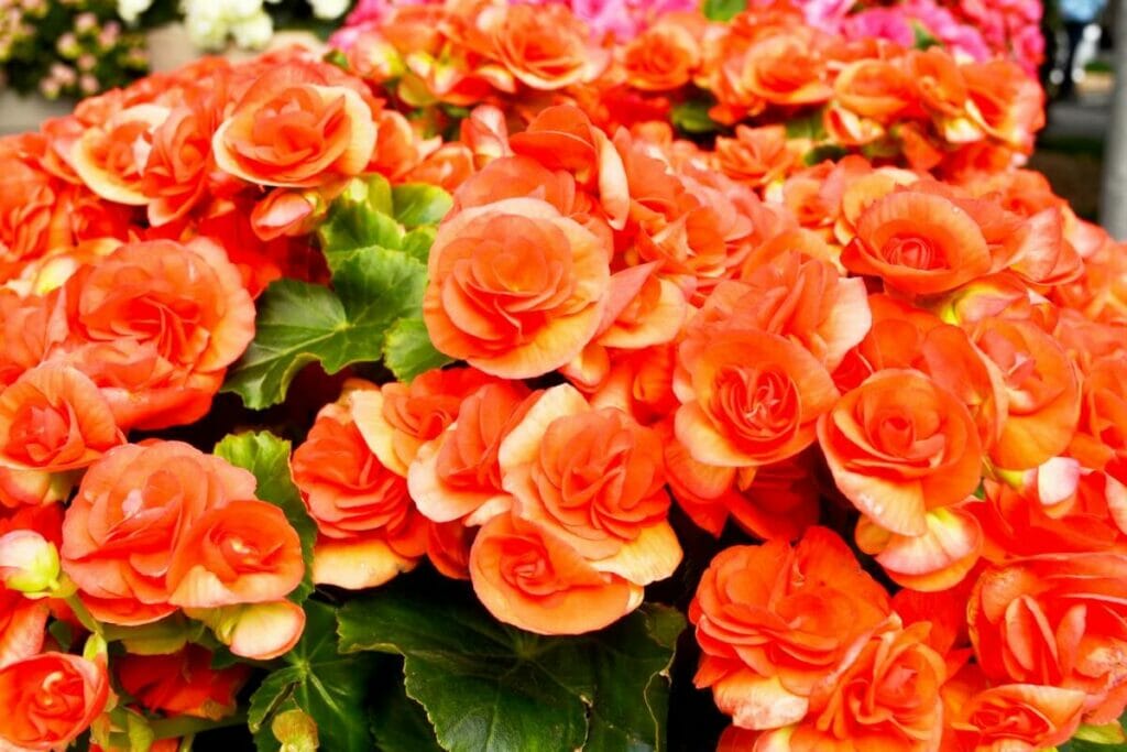 Signification de la fleur de bégonia orange
