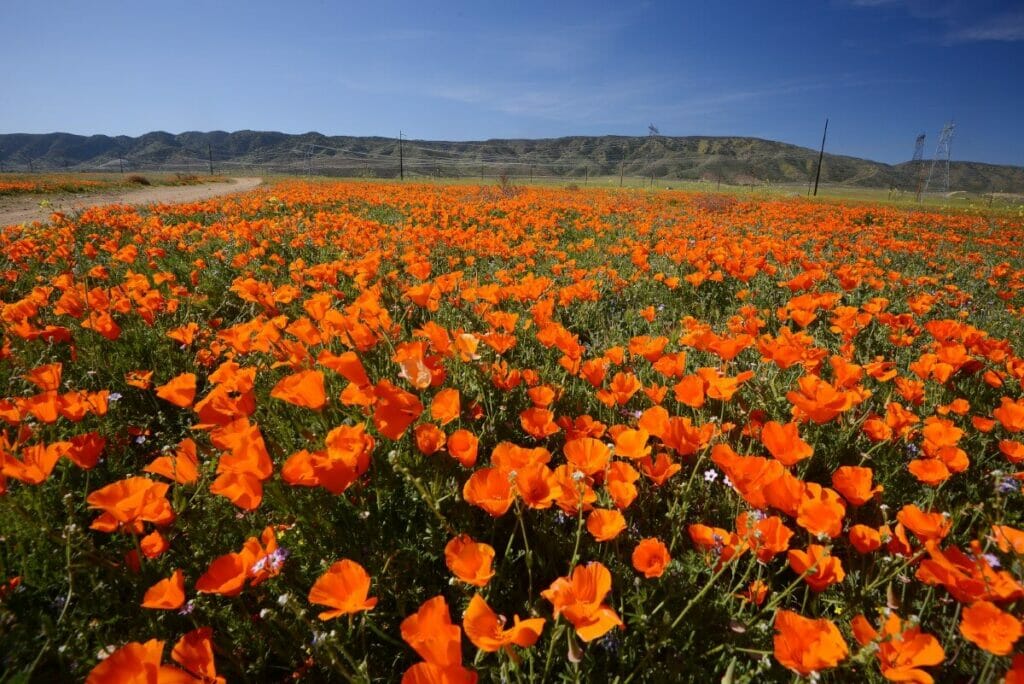 Symbolisme du coquelicot de Californie