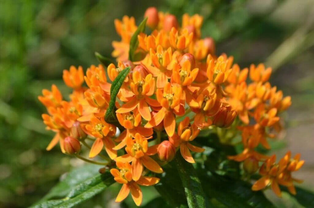 L'herbe à papillon orange signifie
